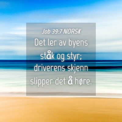 Picture 04 - Job 39:7 NORSK - Det ler av byens ståk og styr; driverens skjenn - Bible Verse Picture