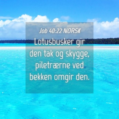 Picture 04 - Job 40:22 NORSK - Lotusbusker gir den tak og skygge, piletrærne - Bible Verse Picture