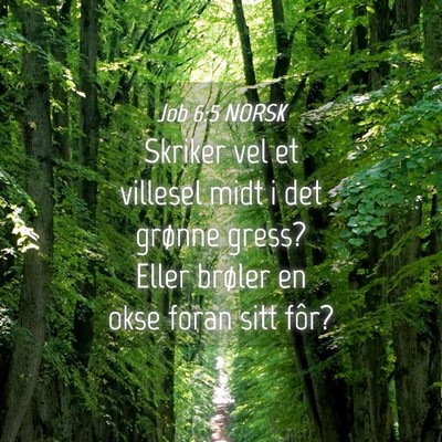 Picture 04 - Job 6:5 NORSK - Skriker vel et villesel midt i det grønne gress? - Bible Verse Picture