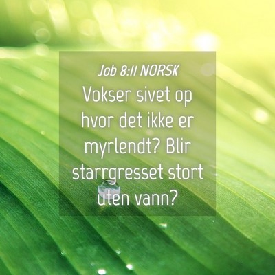 Picture 04 - Job 8:11 NORSK - Vokser sivet op hvor det ikke er myrlendt? Blir - Bible Verse Picture
