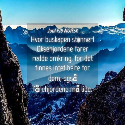 Picture 04 - Joel 1:18 NORSK - Hvor buskapen stønner! Oksehjordene farer redde - Bible Verse Picture