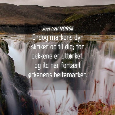 Picture 04 - Joel 1:20 NORSK - Endog markens dyr skriker op til dig; for bekkene - Bible Verse Picture