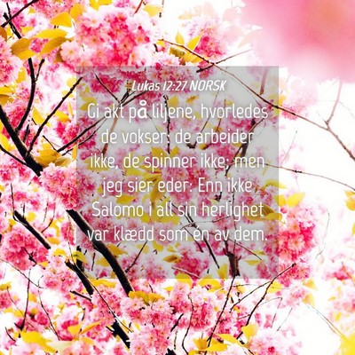 Picture 04 - Lukas 12:27 NORSK - Gi akt på liljene, hvorledes de vokser: de - Bible Verse Picture