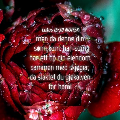 Picture 04 - Lukas 15:30 NORSK - men da denne din sønn kom, han som har ett op - Bible Verse Picture