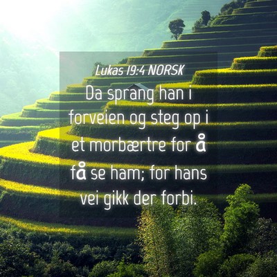 Picture 04 - Lukas 19:4 NORSK - Da sprang han i forveien og steg op i et - Bible Verse Picture