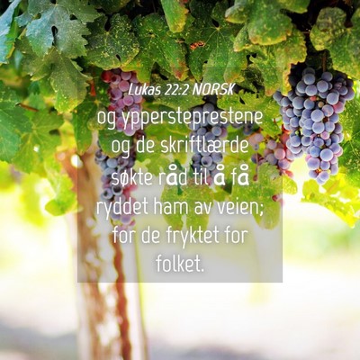 Picture 04 - Lukas 22:2 NORSK - og yppersteprestene og de skriftlærde søkte - Bible Verse Picture