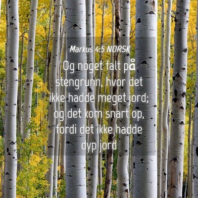 Picture 04 - Markus 4:5 NORSK - Og noget falt på stengrunn, hvor det ikke hadde - Bible Verse Picture