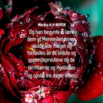 Picture 04 - Markus 8:31 NORSK - Og han begynte å lære dem at Menneskesønnen - Bible Verse Picture