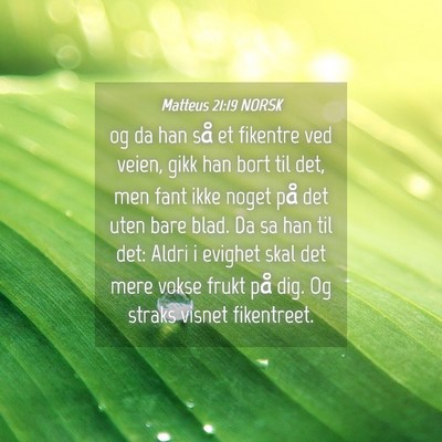 Picture 04 - Matteus 21:19 NORSK - og da han så et fikentre ved veien, gikk han - Bible Verse Picture