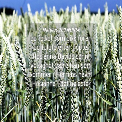 Picture 04 - Matteus 21:9 NORSK - og folket som gikk foran og fulgte efter, ropte: - Bible Verse Picture