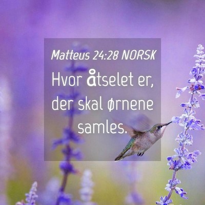 Picture 04 - Matteus 24:28 NORSK - Hvor åtselet er, der skal ørnene - Bible Verse Picture