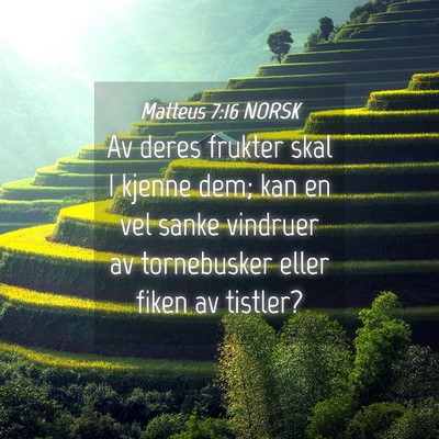Picture 04 - Matteus 7:16 NORSK - Av deres frukter skal I kjenne dem; kan en vel - Bible Verse Picture