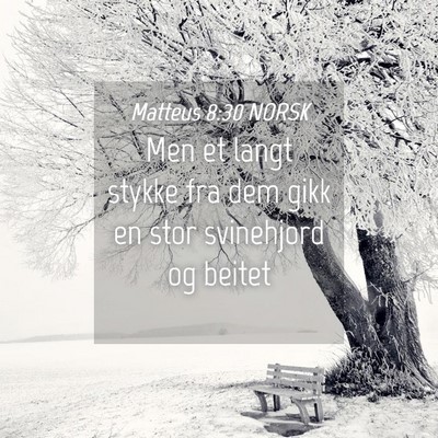 Picture 04 - Matteus 8:30 NORSK - Men et langt stykke fra dem gikk en stor - Bible Verse Picture