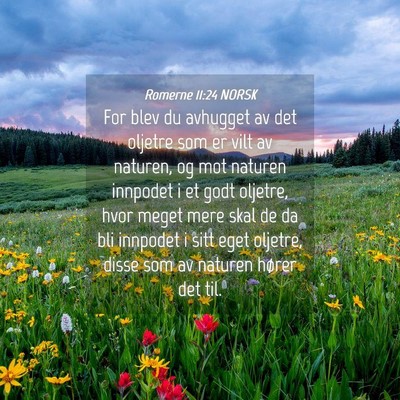 Picture 04 - Romerne 11:24 NORSK - For blev du avhugget av det oljetre som er vilt - Bible Verse Picture