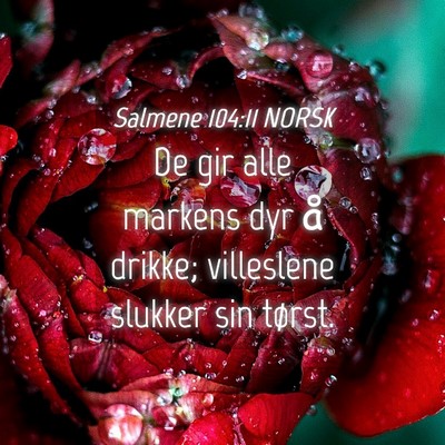Picture 04 - Salmene 104:11 NORSK - De gir alle markens dyr å drikke; villeslene - Bible Verse Picture