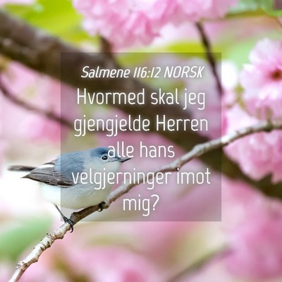 Picture 04 - Salmene 116:12 NORSK - Hvormed skal jeg gjengjelde Herren alle hans - Bible Verse Picture