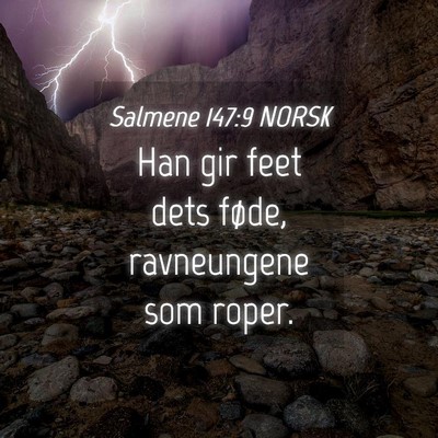 Picture 04 - Salmene 147:9 NORSK - Han gir feet dets føde, ravneungene som - Bible Verse Picture