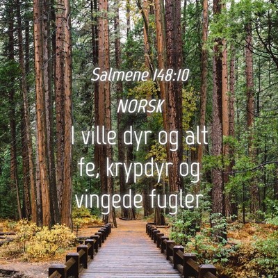 Picture 04 - Salmene 148:10 NORSK - I ville dyr og alt fe, krypdyr og vingede - Bible Verse Picture
