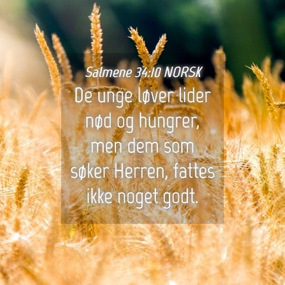 Picture 04 - Salmene 34:10 NORSK - De unge løver lider nød og hungrer, men dem som - Bible Verse Picture