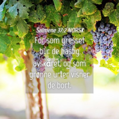 Picture 04 - Salmene 37:2 NORSK - For som gresset blir de hastig avskåret, og som - Bible Verse Picture