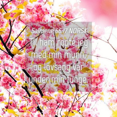 Picture 04 - Salmene 66:17 NORSK - Til ham ropte jeg med min munn, og lovsang var - Bible Verse Picture