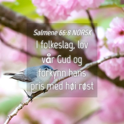 Picture 04 - Salmene 66:8 NORSK - I folkeslag, lov vår Gud og forkynn hans pris - Bible Verse Picture