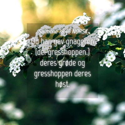 Picture 04 - Salmene 78:46 NORSK - Og han gav gnageren {de. gresshoppen.} deres - Bible Verse Picture