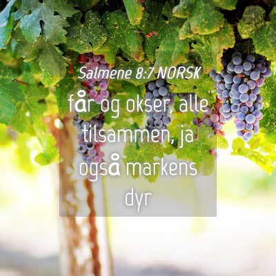Picture 04 - Salmene 8:7 NORSK - får og okser, alle tilsammen, ja også markens - Bible Verse Picture