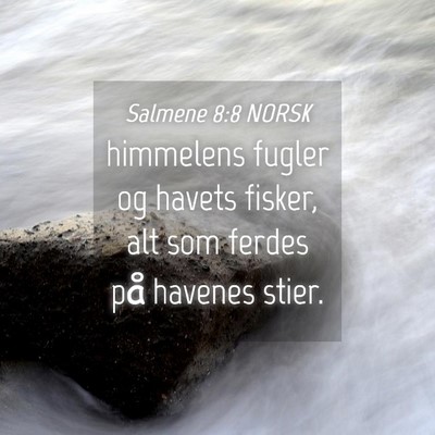 Picture 04 - Salmene 8:8 NORSK - himmelens fugler og havets fisker, alt som ferdes - Bible Verse Picture