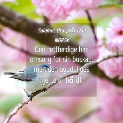 Picture 04 - Salomos Ordspråk 12:10 NORSK - Den rettferdige har omsorg for sin buskap, men - Bible Verse Picture