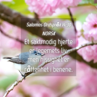 Picture 04 - Salomos Ordspråk 14:30 NORSK - Et saktmodig hjerte er legemets liv, men - Bible Verse Picture