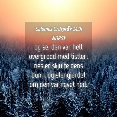 Picture 04 - Salomos Ordspråk 24:31 NORSK - og se, den var helt overgrodd med tistler; nesler - Bible Verse Picture