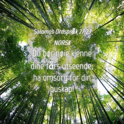 Picture 04 - Salomos Ordspråk 27:23 NORSK - Du bør nøie kjenne dine fårs utseende; ha - Bible Verse Picture