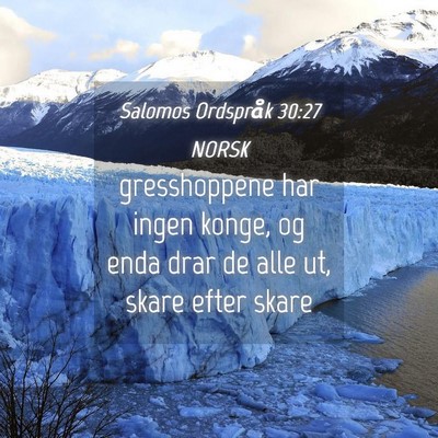 Picture 04 - Salomos Ordspråk 30:27 NORSK - gresshoppene har ingen konge, og enda drar de - Bible Verse Picture