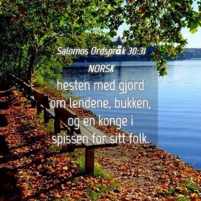 Picture 04 - Salomos Ordspråk 30:31 NORSK - hesten med gjord om lendene, bukken, og en konge - Bible Verse Picture