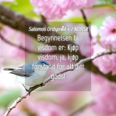 Picture 04 - Salomos Ordspråk 4:7 NORSK - Begynnelsen til visdom er: Kjøp visdom, ja, - Bible Verse Picture
