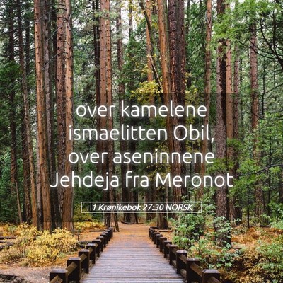 Picture 05 - 1 Krønikebok 27:30 NORSK - over kamelene ismaelitten Obil, over aseninnene - Bible Verse Picture