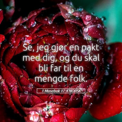 Picture 05 - 1 Mosebok 17:4 NORSK - Se, jeg gjør en pakt med dig, og du skal bli far - Bible Verse Picture