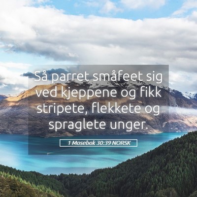 Picture 05 - 1 Mosebok 30:39 NORSK - Så parret småfeet sig ved kjeppene og fikk - Bible Verse Picture