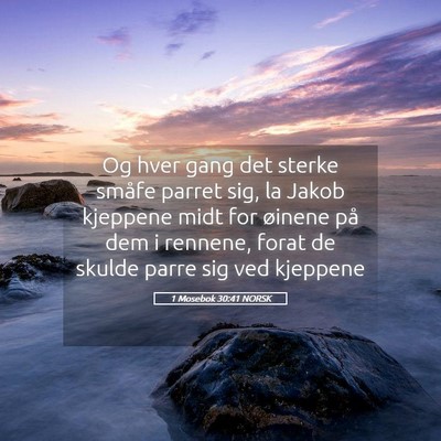 Picture 05 - 1 Mosebok 30:41 NORSK - Og hver gang det sterke småfe parret sig, la - Bible Verse Picture