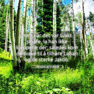 Picture 05 - 1 Mosebok 30:42 NORSK - men når det var svakt småfe, la han ikke - Bible Verse Picture