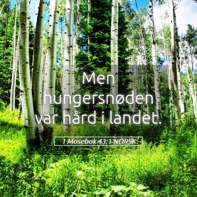 Picture 05 - 1 Mosebok 43:1 NORSK - Men hungersnøden var hård i - Bible Verse Picture