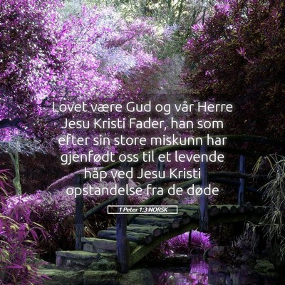 Picture 05 - 1 Peter 1:3 NORSK - Lovet være Gud og vår Herre Jesu Kristi Fader, - Bible Verse Picture