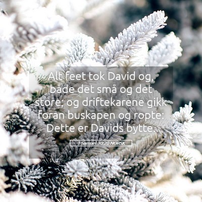 Picture 05 - 1 Samuel 30:20 NORSK - Alt feet tok David og, både det små og det - Bible Verse Picture