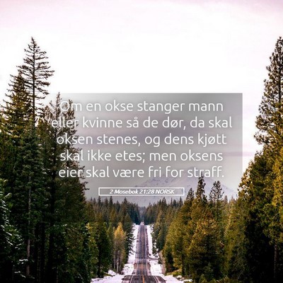 Picture 05 - 2 Mosebok 21:28 NORSK - Om en okse stanger mann eller kvinne så de dør, - Bible Verse Picture