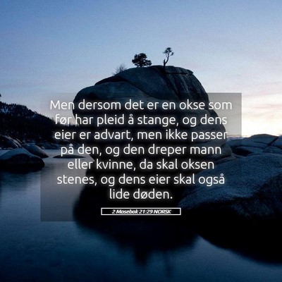 Picture 05 - 2 Mosebok 21:29 NORSK - Men dersom det er en okse som før har pleid å - Bible Verse Picture