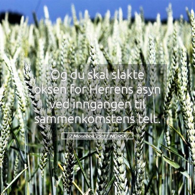 Picture 05 - 2 Mosebok 29:11 NORSK - Og du skal slakte oksen for Herrens åsyn ved - Bible Verse Picture