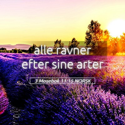 Picture 05 - 3 Mosebok 11:15 NORSK - alle ravner efter sine - Bible Verse Picture