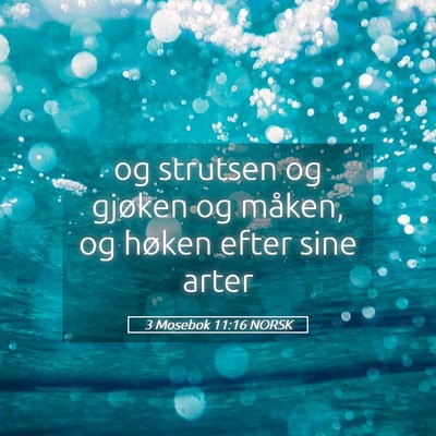 Picture 05 - 3 Mosebok 11:16 NORSK - og strutsen og gjøken og måken, og høken efter - Bible Verse Picture