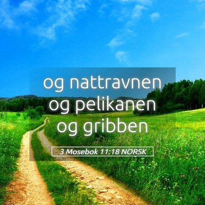 Picture 05 - 3 Mosebok 11:18 NORSK - og nattravnen og pelikanen og - Bible Verse Picture
